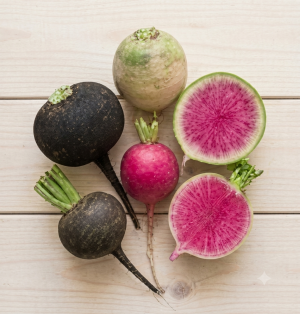 Crisp Heirloom Radish Varieties